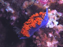 Spanish Shawl - Farnsworth Banks, west of Catalina Island... by Marc Andrews 